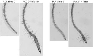auxin affected roots